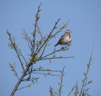 Lark Sparrow