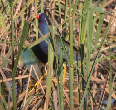 Purple Gallinule
