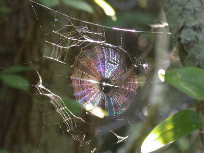 Web Prism