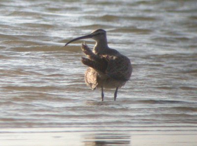 Whimbrel
