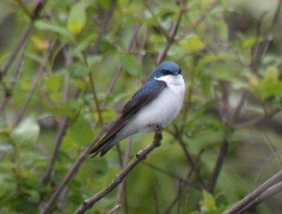 Tree Swallow