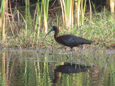 Glossy Ibis