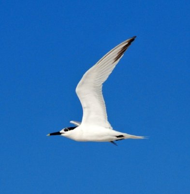 Sandwich Tern