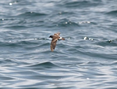 Band-rumped Storm-Petrel