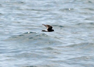 Wilson's Storm-Petrel