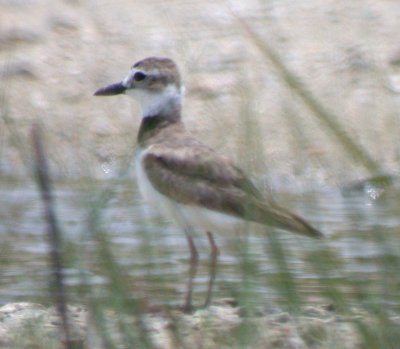 Wilson's Plover