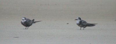 Black Terns