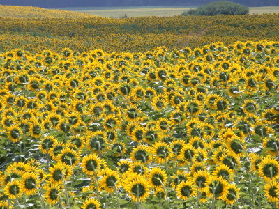 Sunflower August