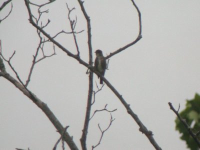 Olive-sided Flycatcher