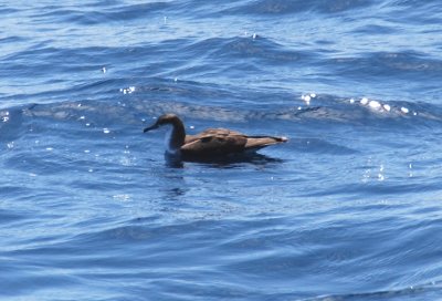 Audubon's Shearwater!!!