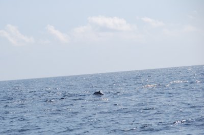 Dolphins coming