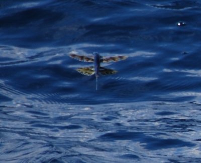 Fourwing Flyingfish