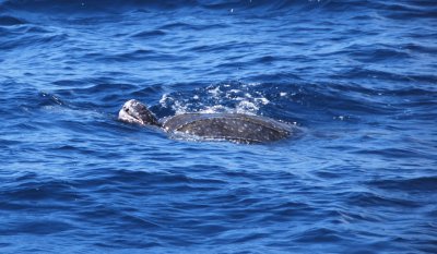 Leatherback Seaturtle