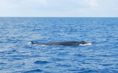 Brydes Whale! (eye checking us out - click original size to see)