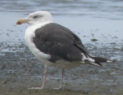 Great Black-backed Gull