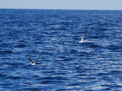 Bridled Terns
