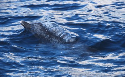 Spotted Dolphin