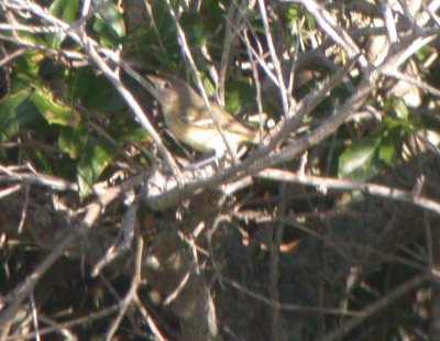Bell's Vireo