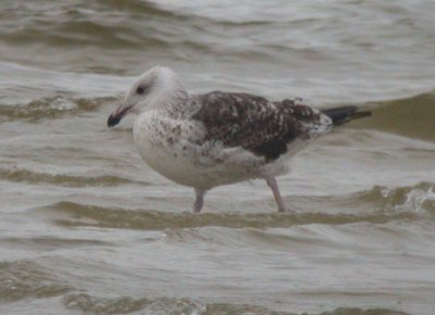 Great Black-backed Gull