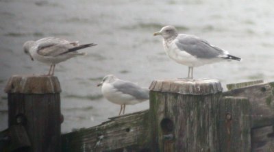 California Gull