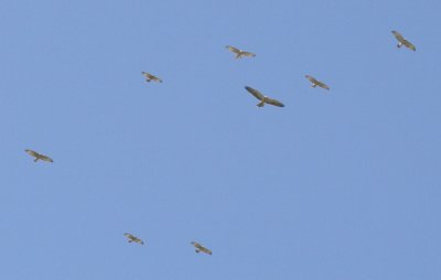 Swainson's Hawk