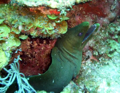 Moray Eel at cleaning station