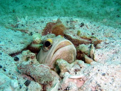 Jawfish