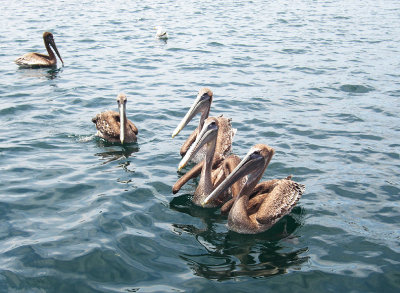 Pelicans