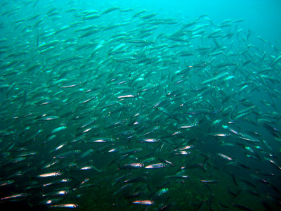 Schooling fish