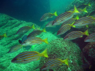 Schooling fish