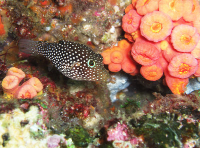 Spotted Sharpnose Puffer