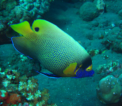 Yellow-mask angelfish
