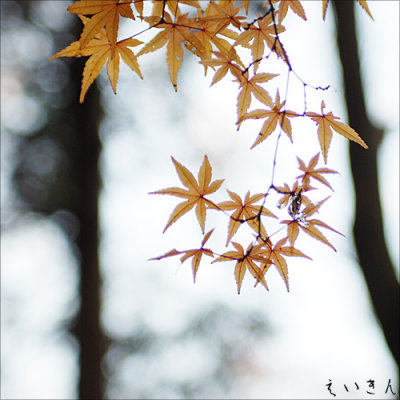 Late Autumn Heirin Monastery 平林寺 晩秋