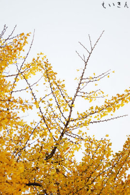 sensoji1108_09.jpg