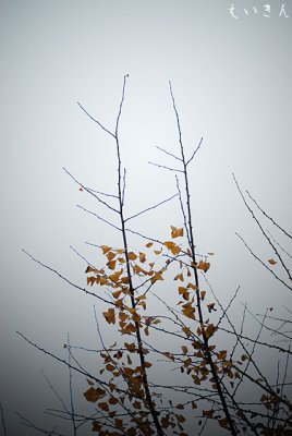 Fuchu Autumn 府中の秋