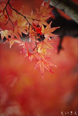 autumnneigbourhood_11.jpg