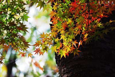 autumnneigbourhood_16.jpg