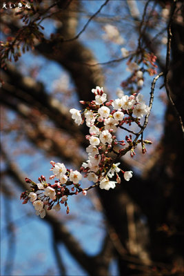 sakura011.jpg