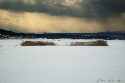 220108 winter field