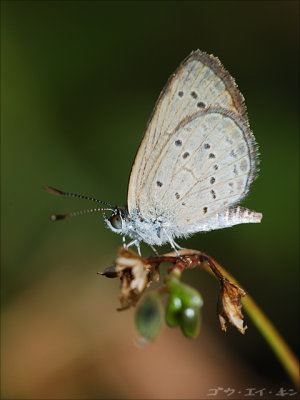 030208 grassblue