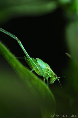 110208 katydid