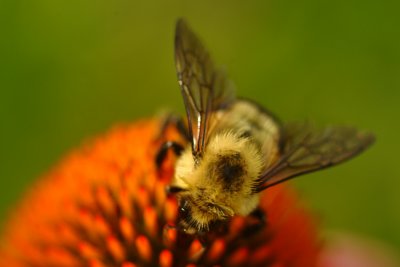 Mr Bumble.jpg