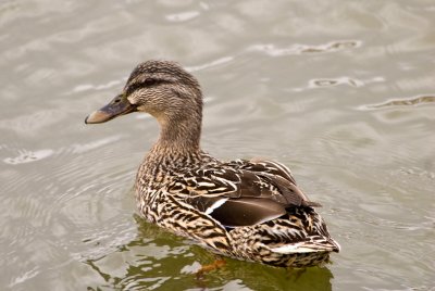 Mallard  ~  April 2