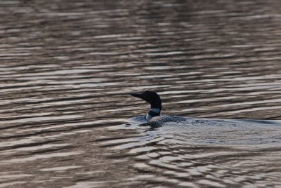 Common Loon  ~  April 29