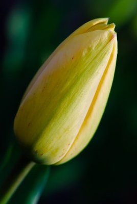 Yellow Tulip  ~  May 7