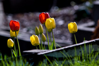 Red and Yellow Tulips  ~  May 11
