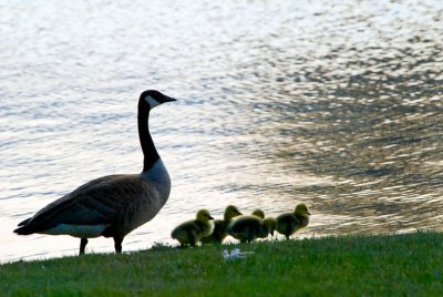 Canada Geese  ~  May 12