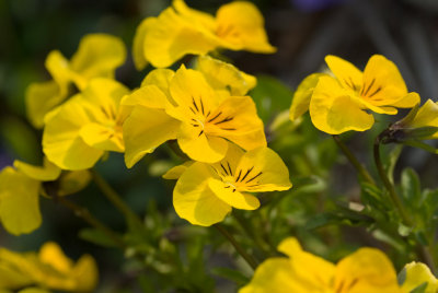 Pansies  ~  May 13