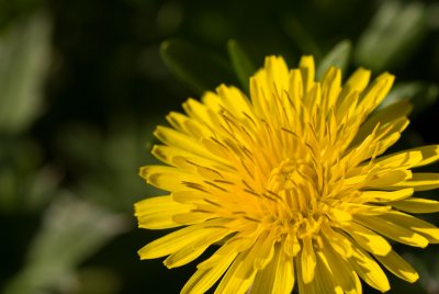 Dandelions Are Dandy  ~  May 17