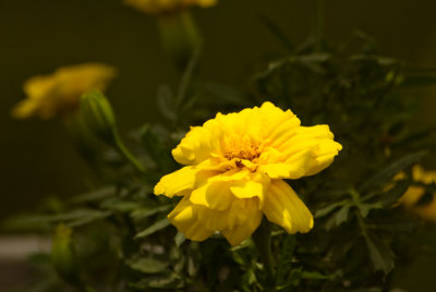 Yellow Marigold  ~  June 26